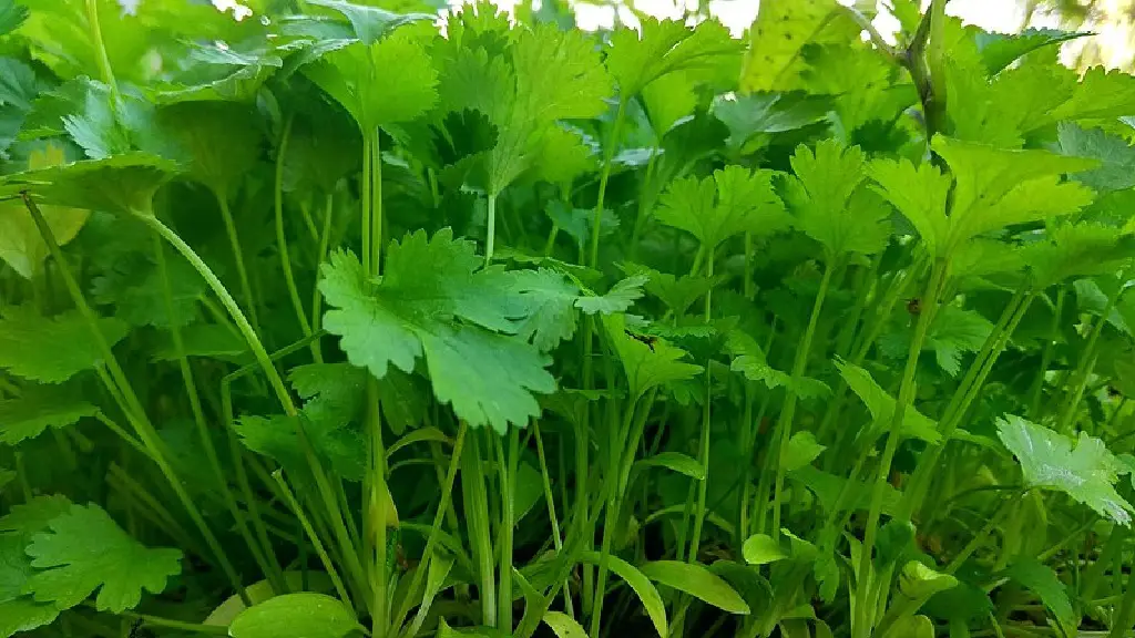 Uses of Coriander leaves