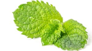 Mint Leaves in Bengali & Indian Cooking