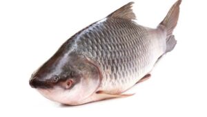 Katla Fish in Bengali & Indian Cooking