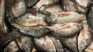 Tilapia Fish in Bengali & Indian Cooking