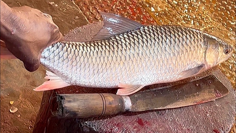 Mrigal Fish in Bengali & Indian Cooking