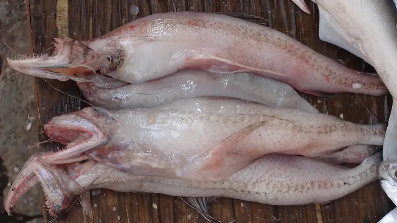 Loitta Fish in Bengali & Indian Cooking