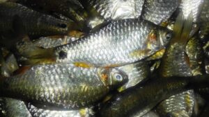 Puti Fish in Bengali & Indian Cooking