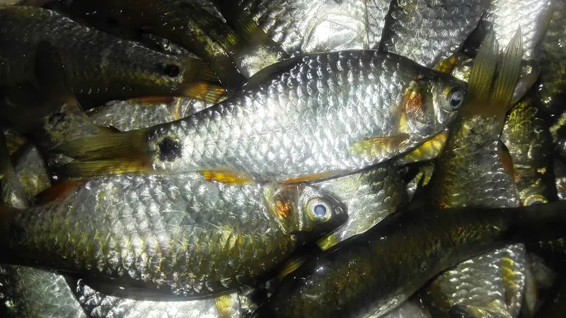 Puti Fish (Pool Barb) in Bengali & Indian Cooking - MitarCooking