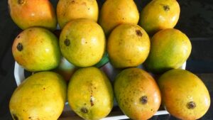 Versatile Uses of Mango