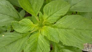 Notey Shak (Green Amaranth) in Indian Cooking