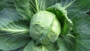 Cabbage in Indian Cooking