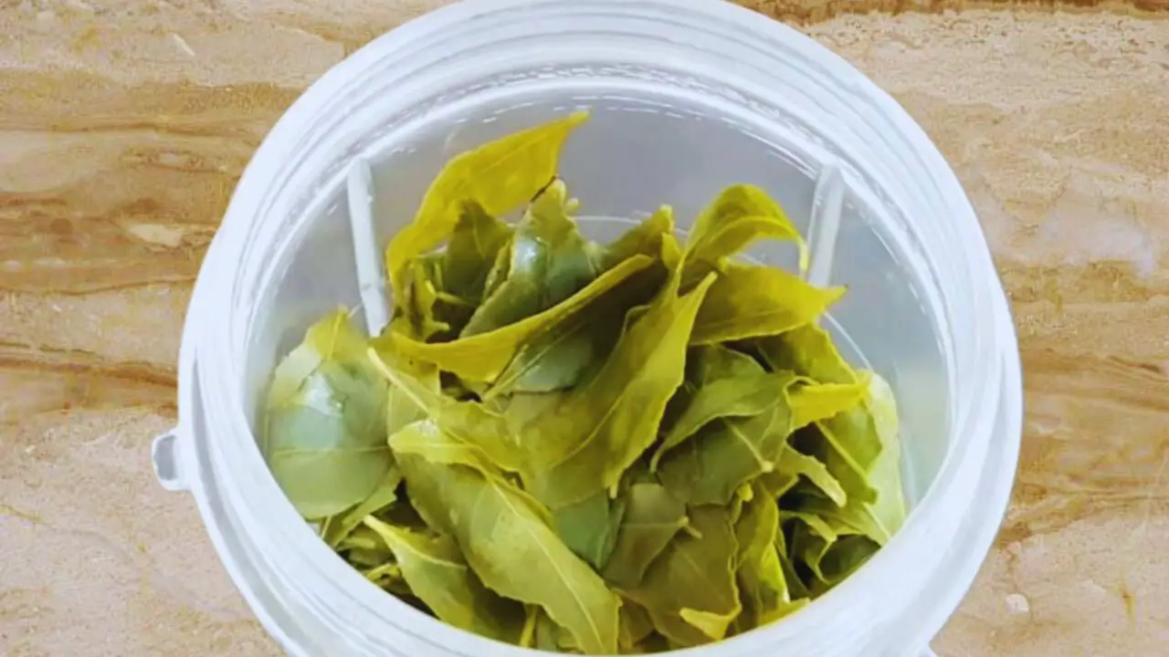 Adding the soaked curry leaves into the grinder