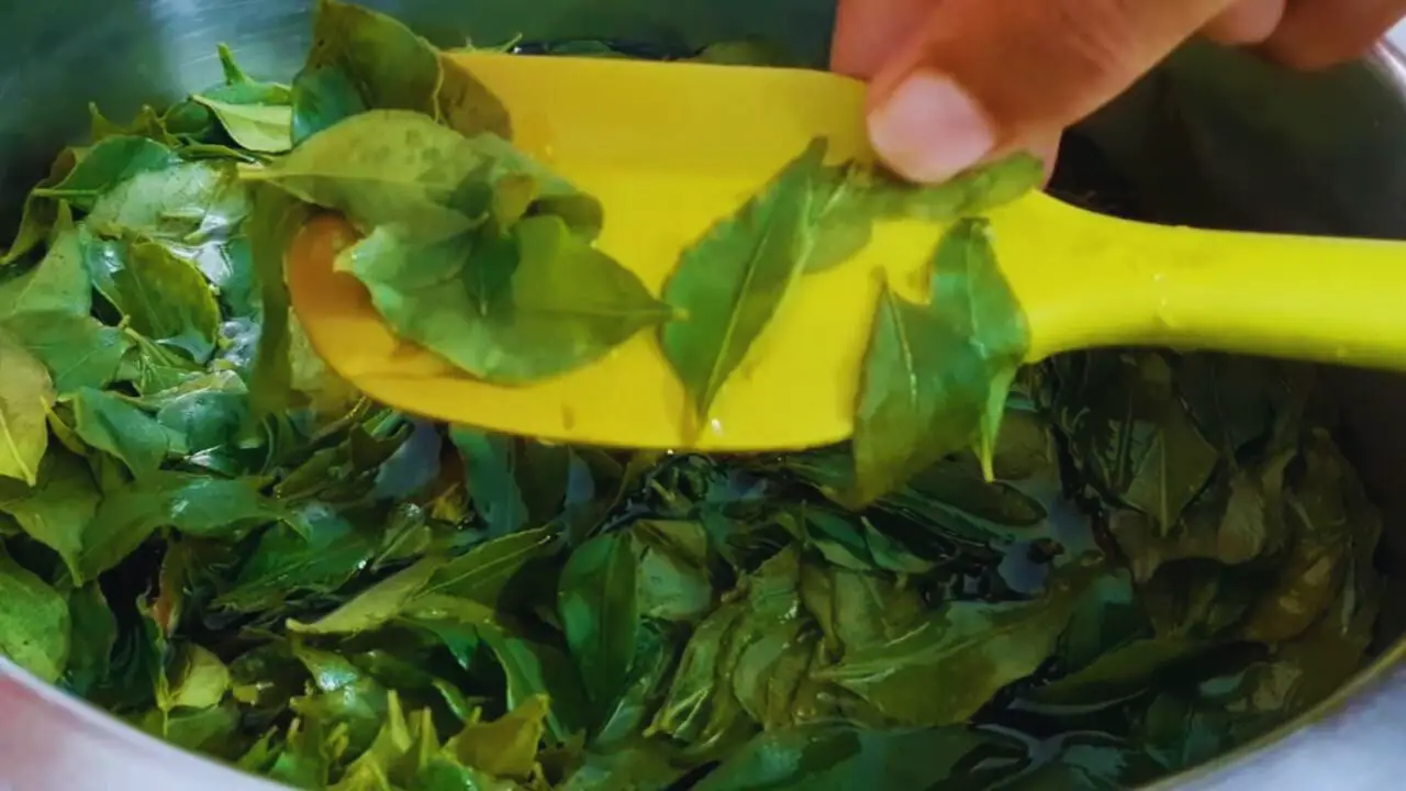 Checking the softness of the leaves
