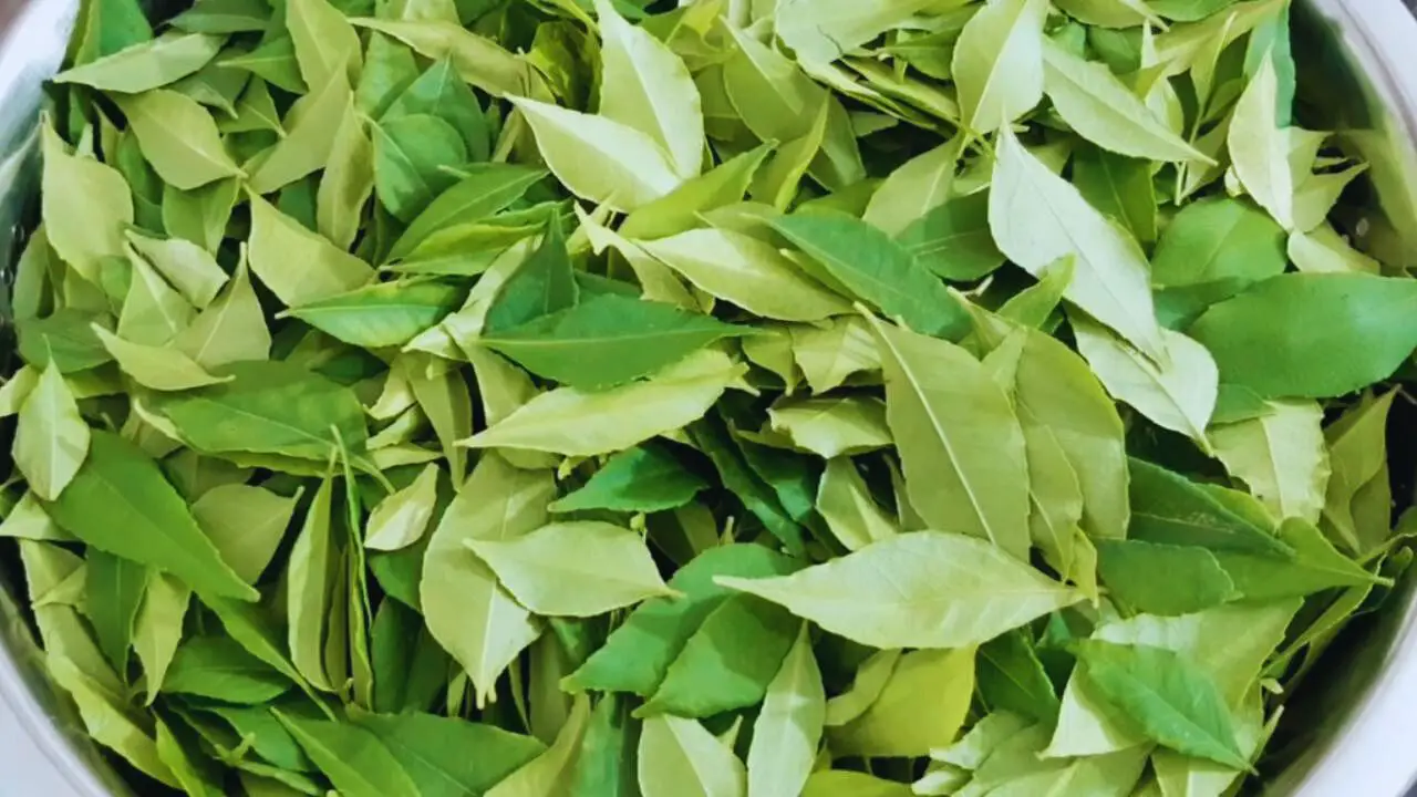 Adding 1 large bowl of fresh curry leaves when the water is hot enough