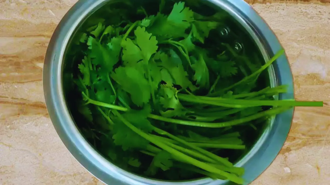 Adding 300 gms of fresh coriander leaves in the grinder