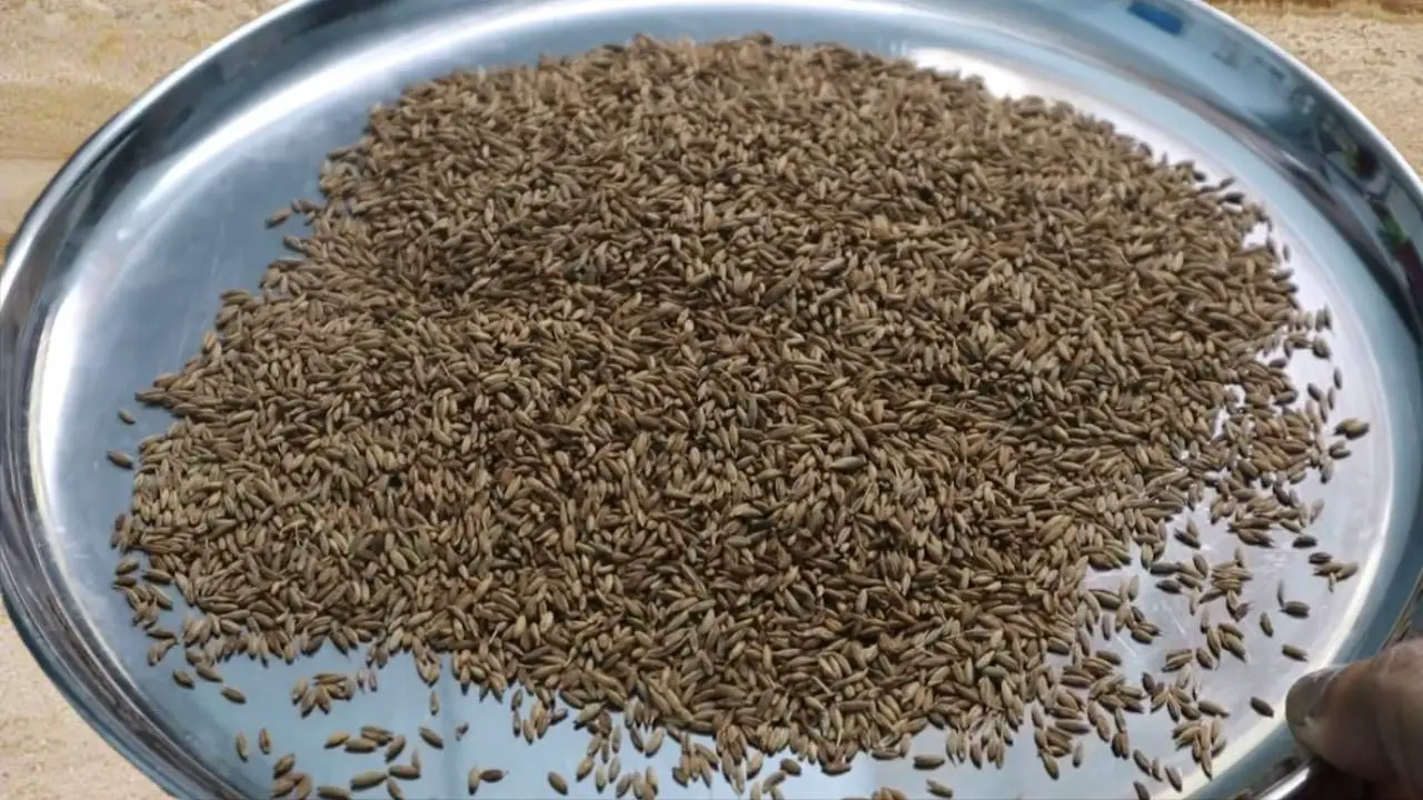 Toasted cumin seeds cooling off