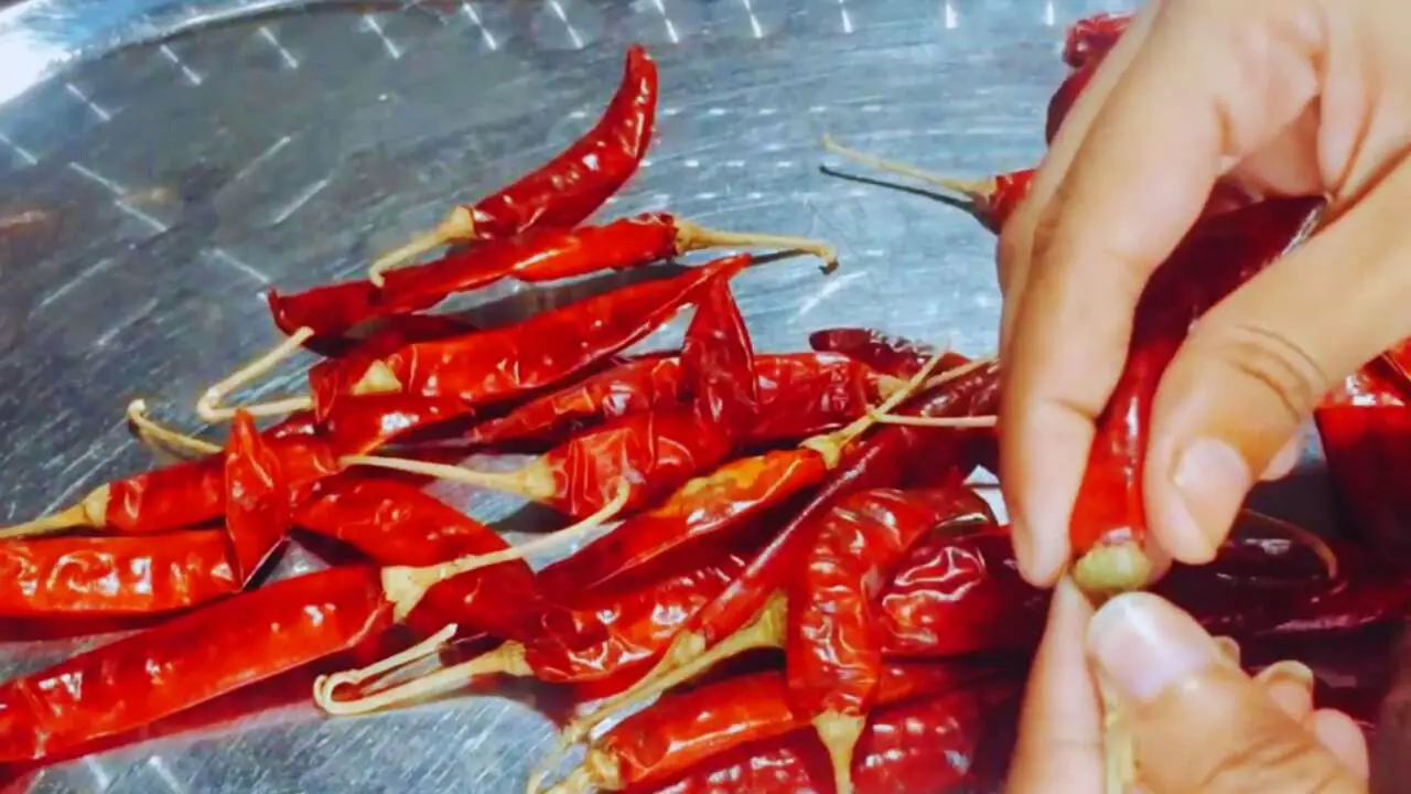 Removing stems of Kashmiri dry red chilies