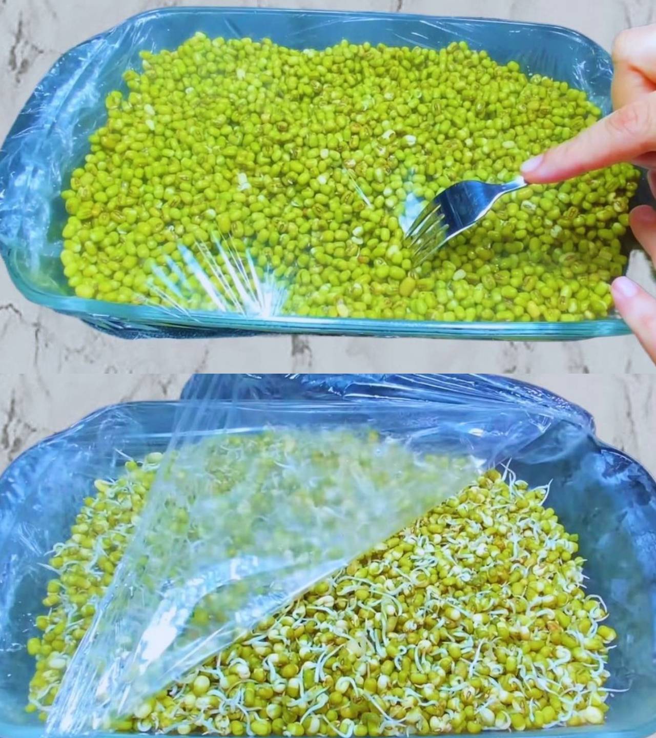 Germinating moong dal